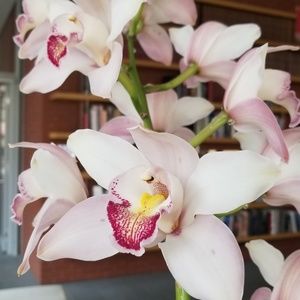 Meet your Posher, Gigi